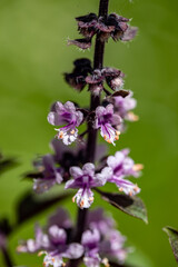 Ocimum kilimandscharicum flower growing in meadow, close up	