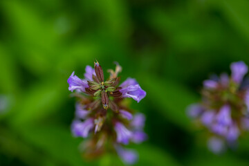 Salvia officinalis flower growing in meadow, close up	