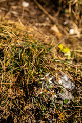 Leontopodium nivale flower growing in mountains, close up	