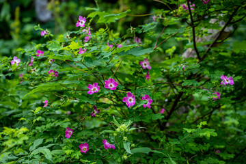 Obraz premium Rosa pendulina flower growing in mountains, close up 