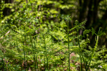 Dryopteris filix-mas flower growing in forest	