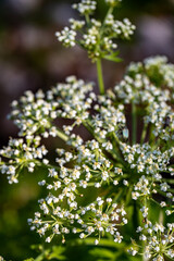 Pleurospermum austriacum flower growing in mountains	
