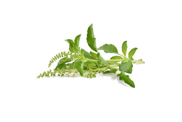 Holy Basil,Ocimum sanctum isolate on white background