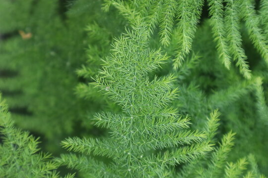 Hojas de esp&aacute;rrago plumoso