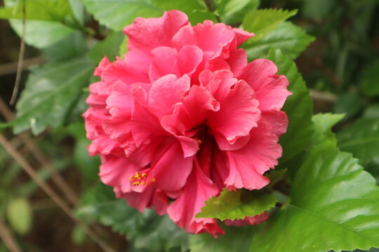 El hibisco de flor rosa es una aut&eacute;ntica maravilla