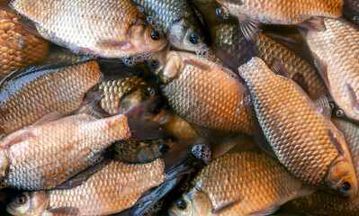 Lots of freshly caught fish in the water. Close-up