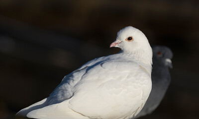 a beautiful pure white pigeon has a smiling look