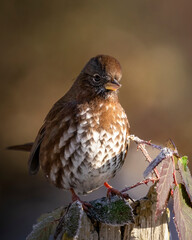 a little fox sparrow has a funny angry looking