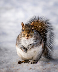 a adorable fat squirrel looks like a ball with a furry tail