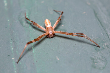 Male of banded garden spider, Argiope trifasciata, resting on a green lightpost