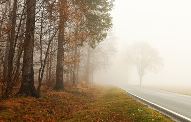 Straße an einem Waldrand bei Nebel