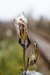 beautiful photo background with dryness in nature