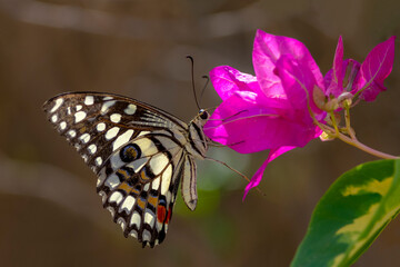 Fototapeta na wymiar butterfly on the flower closeup , Papilio demoleus is a common and widespread swallowtail butterfly. 