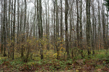 Obraz premium forest in autumn