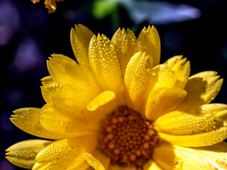 yellow calendula flowers with dew on the petals