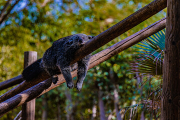 binturong lies on a log