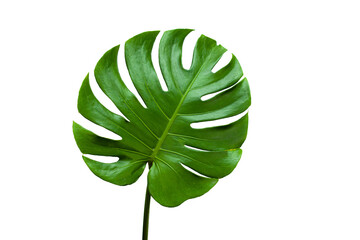 closeup beautiful Monstera leaf isolated on white background, Flat lay	
 - obrazy, fototapety, plakaty