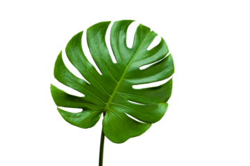 closeup beautiful Monstera leaf isolated on white background, Flat lay	
