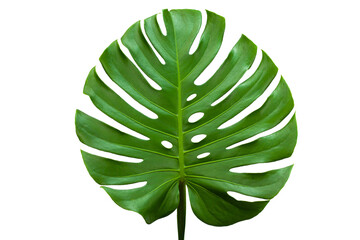 closeup beautiful Monstera leaf isolated on white background, Flat lay	
