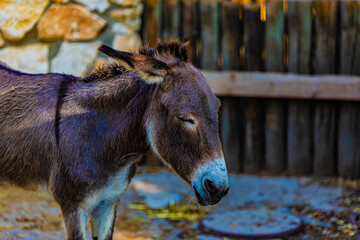 Fototapeta premium portrait of a donkey close up