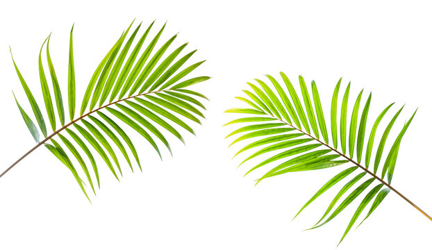 	
tropical coconut leaf isolated on white background, summer background.