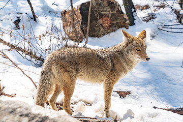 Yosemite National State Park