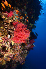 Naklejka na ściany i meble Underwater World. Coral fish and reefs of the Red Sea.Underwater background.Egypt 