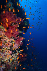 Fototapeta na wymiar Underwater World. Coral fish and reefs of the Red Sea.Underwater background.Egypt 