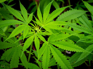 Naklejka na ściany i meble Pattern of The Cannabis Leaf