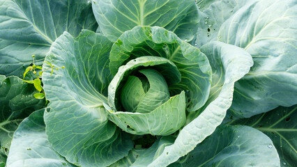 ripe cabbage kachan in the garden