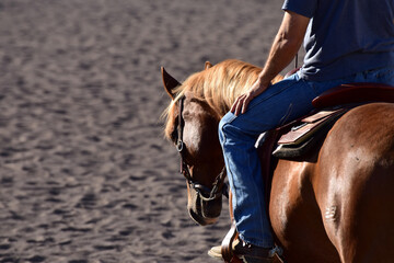 Detail Pferdekopf beim Westernreiten