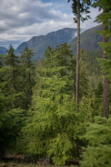 Fototapeta premium Crystal Mountain, Washington State