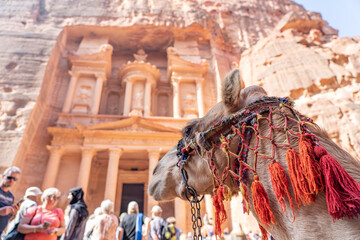 Treasury temple in Petra Jordan with camel foreground. Travel and vacation concept 