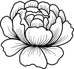 Blooming Rose, peony line art illustration. Hand drawn illustration. This art is perfect for invitation cards, autumn and summer decor, greeting cards, posters, scrapbooking, print, wallpaper.