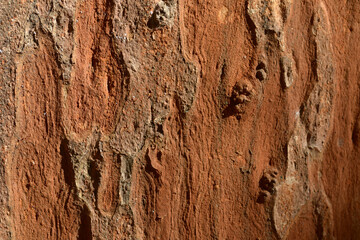 バクチノキ  木肌