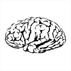 set of human brain vector illustration. isolated on white background
