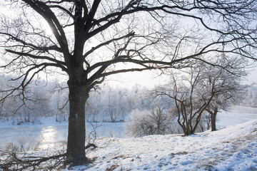 Fototapeta premium A large oak tree on a hill near a frozen river