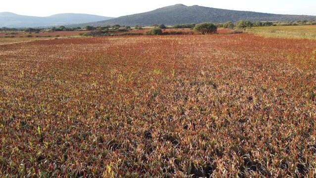 plantaci&oacute;n de sorgo