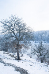 Fototapeta na wymiar A large tree covered with frost on a hill near a frozen river