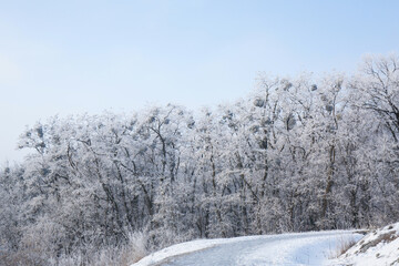 The road near the forest