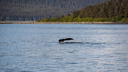 Obraz premium Alaskan Beauty