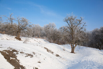 Beautiful sunny morning in the winter park