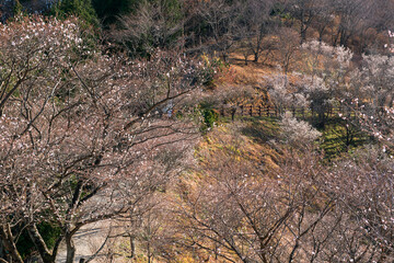 桜山公園の冬桜