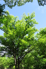 Fototapeta na wymiar 初夏の公園の新緑の欅