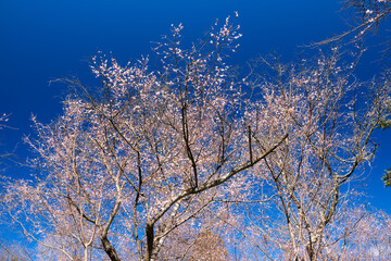Naklejka premium 城峰公園の冬桜