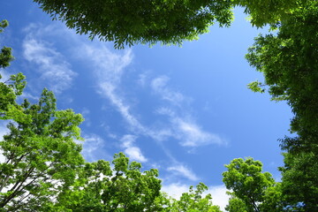 Fototapeta premium 初夏の公園の新緑の欅と青空