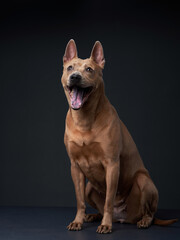 nice dog on a black background. portrait Thai ridgeback in studio