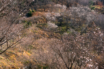 桜山公園の冬桜