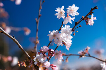 城峰公園の冬桜