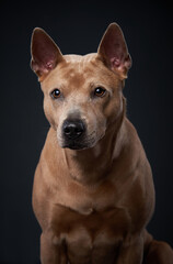 nice dog on a black background. portrait Thai ridgeback in studio